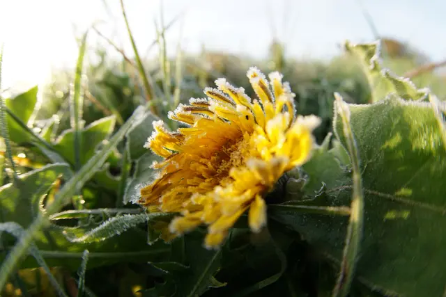 Farbtupfer im Rauhreif