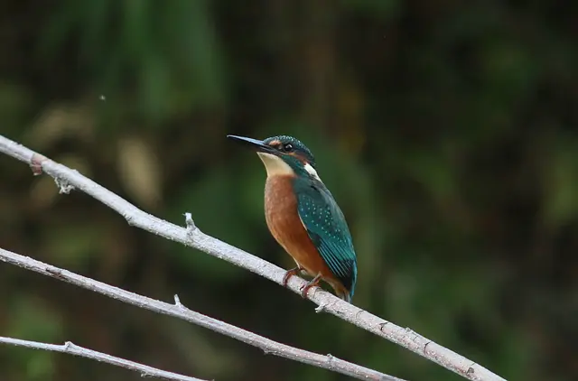 Eisvogel | Foto: Wolfgang Neuberger