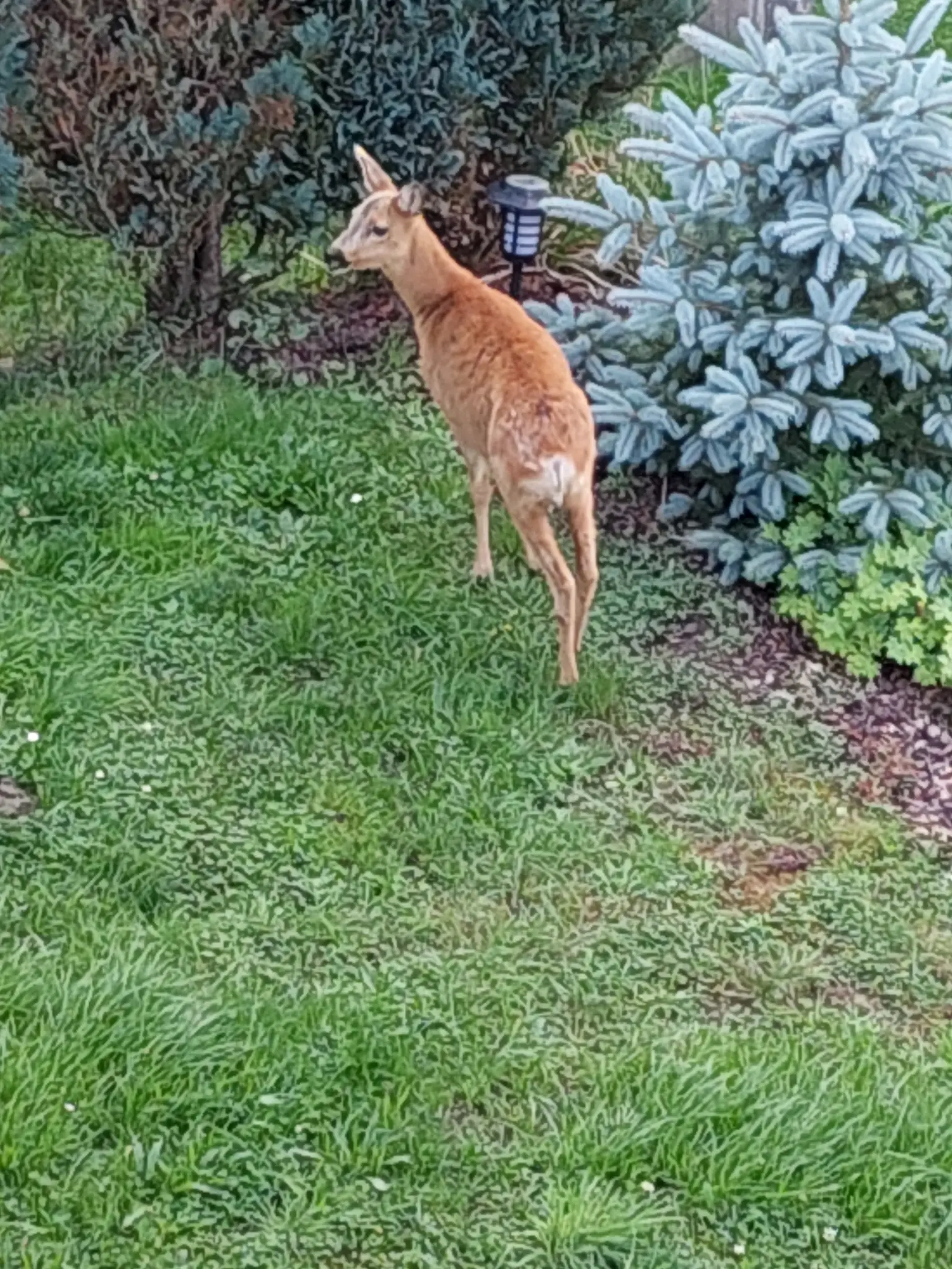 Mondfelder-Ortsbambi-ist-tot