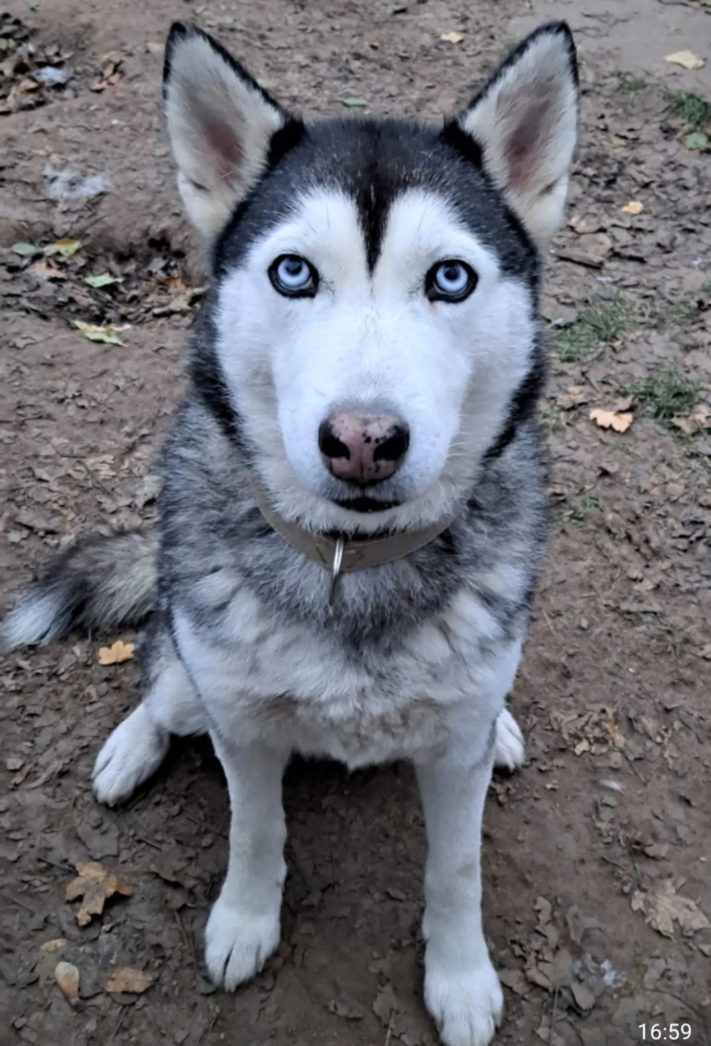 Tjara-w-nscht-sich-ein-Zuhause