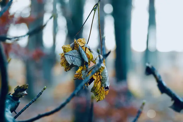 Die  Natur bleibt rätselhaft: Während das frische Grün Hoffnung säht, erinnert der Kalender daran, dass Weihnachten näher rückt. 
