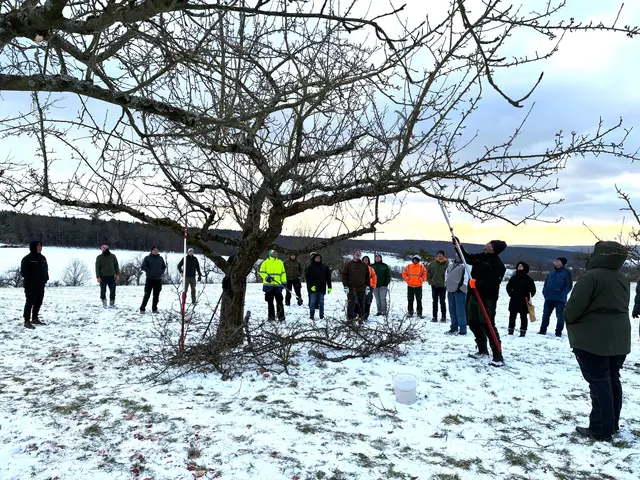 Altbaumpflege in Hausen | Foto: Karl Zimmermann