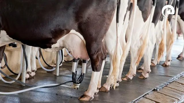 Symbolfoto zur Fachtagung für Milcherzeuger am 23. Januar in Aglasterhausen  | Foto: Landratsamt Neckar-Odenwald-Kreis
