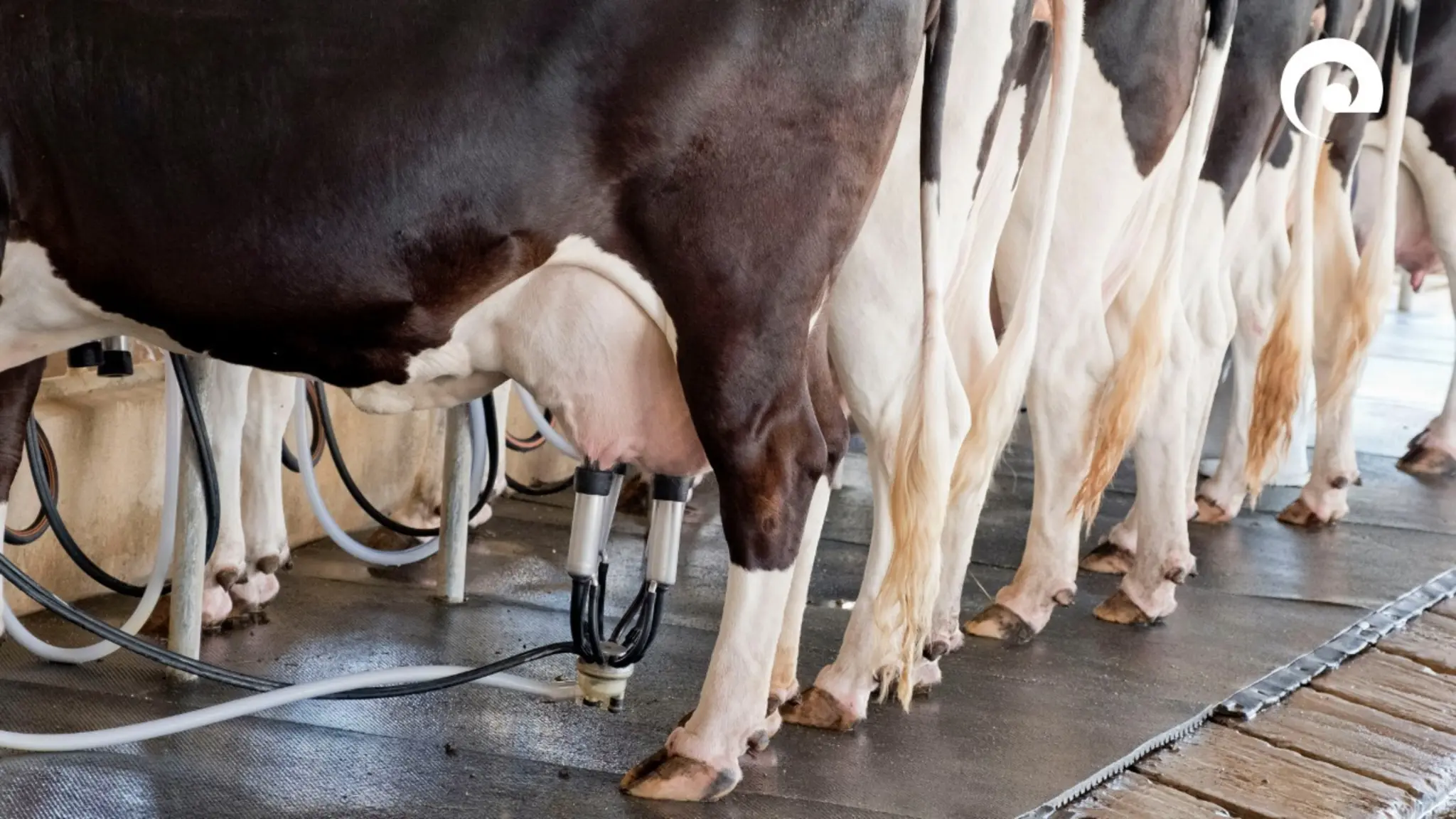 Fachtagung-f-r-Milcherzeuger-am-23-Januar-in-Aglasterhausen