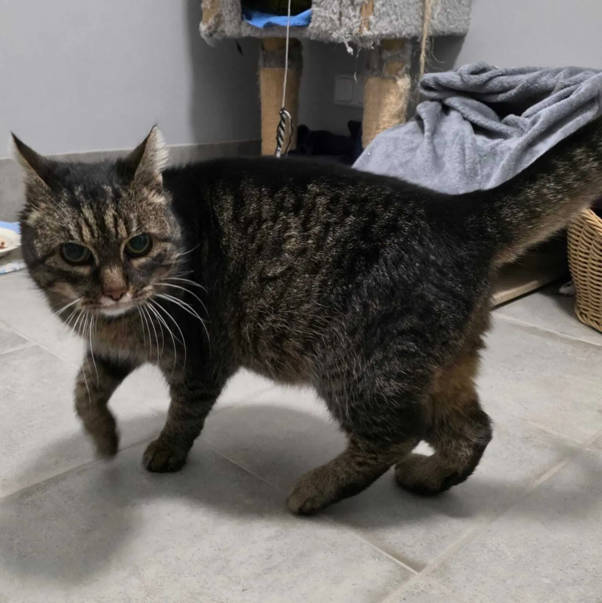 Katze-Lumi-sucht-ein-Zuhause