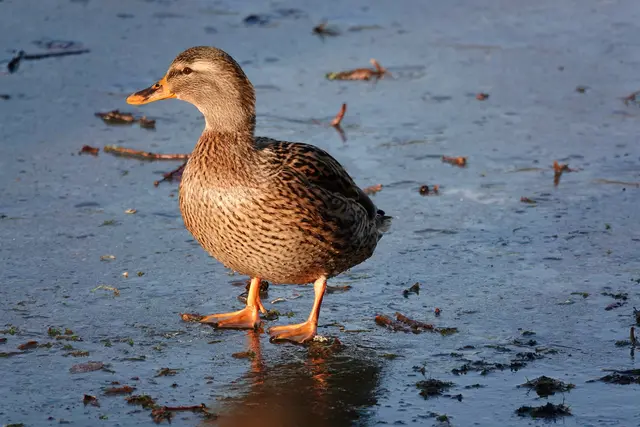 Entenweibchen genießt die Wintersonne