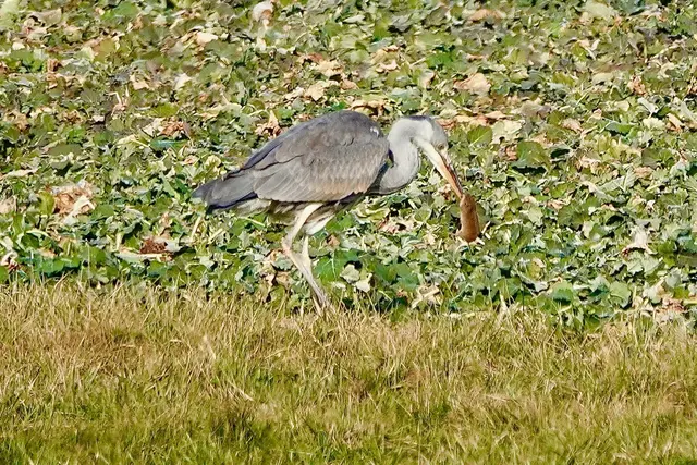 Graureiher und erbeutete Maus. 