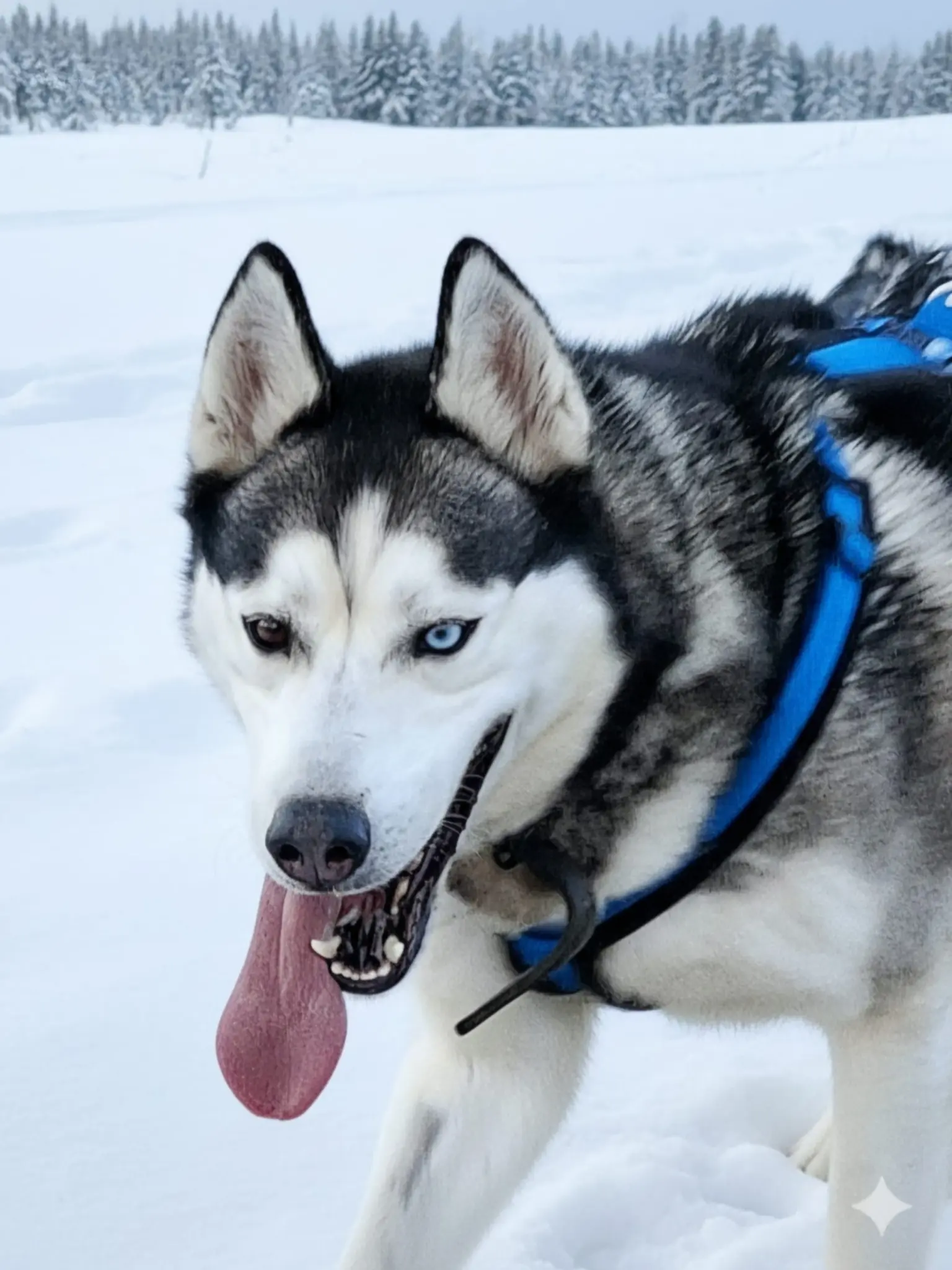 Amun-sucht-ein-Zuhause