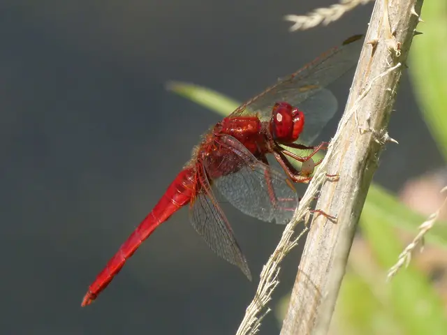 Feuerlibelle | Foto: Günter Farka