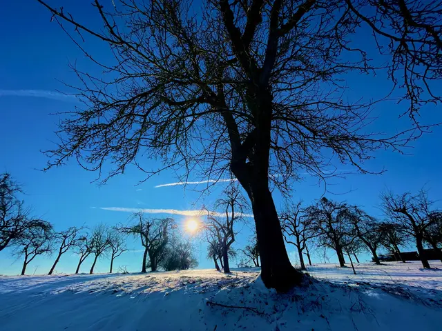 Im Odenwald erzählt man, dass Maria Lichtmess die ersten wärmeren Tage bringt – nicht plötzlich, sondern wie ein stetiges, fast unmerkliches Wachsen. Die Alten sagen:

„Zu Weihnacht um einen Muggenschritt,
Zu Neujahr um einen Hahnentritt,
Zu Dreikönig um einen Hirschensprung,
Zu Lichtmess um eine ganze Stund.“