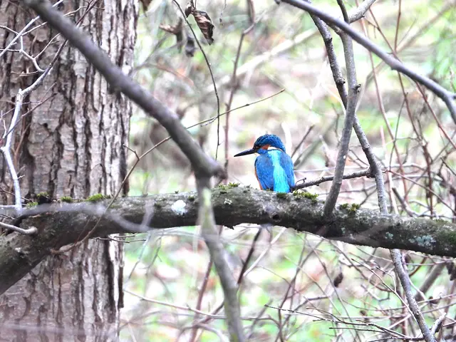 Eisvogel | Foto: Wolfgang Neuberger