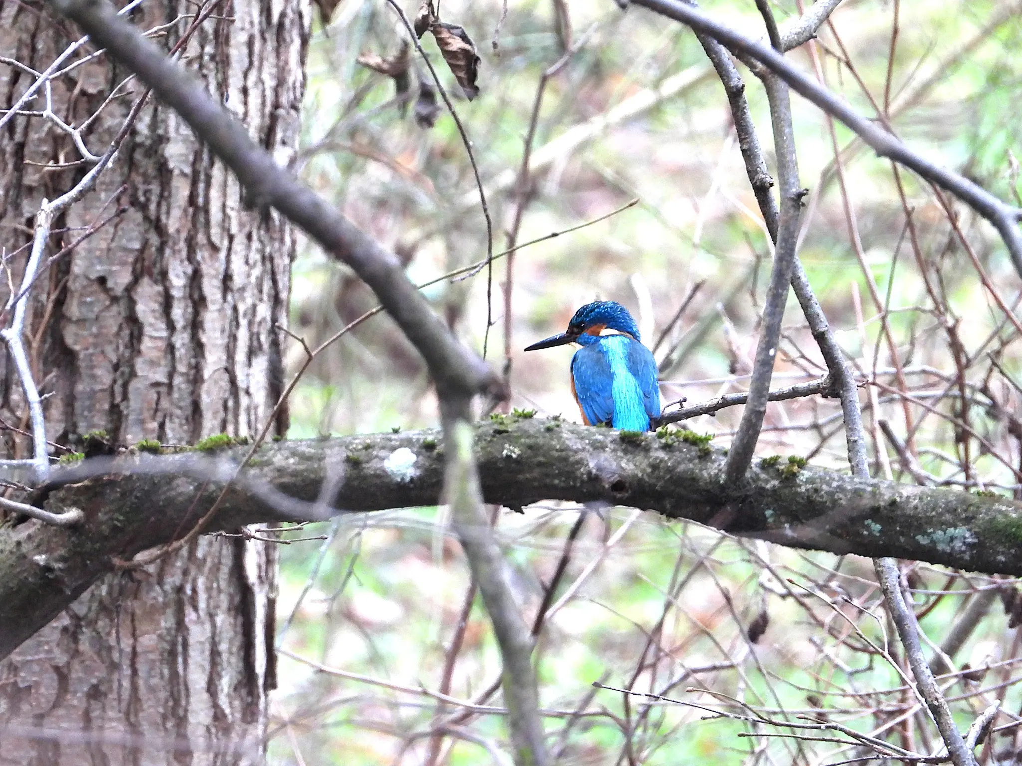 Winterliche-Natur-begeisterte-kleine-und-gro-e-Entdecker-Sichtung-eines-Eisvogels-