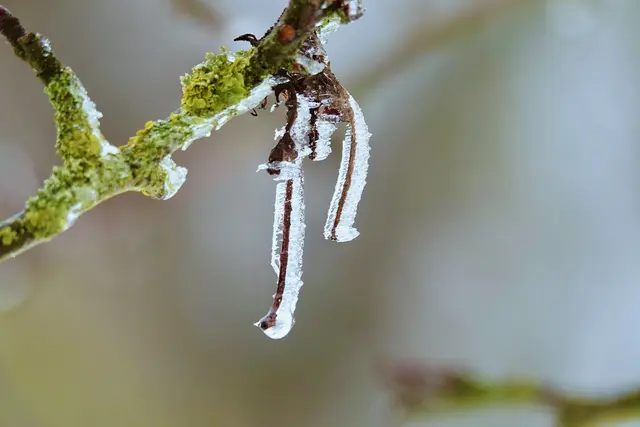 Winterszenerie bei Miltenberg.