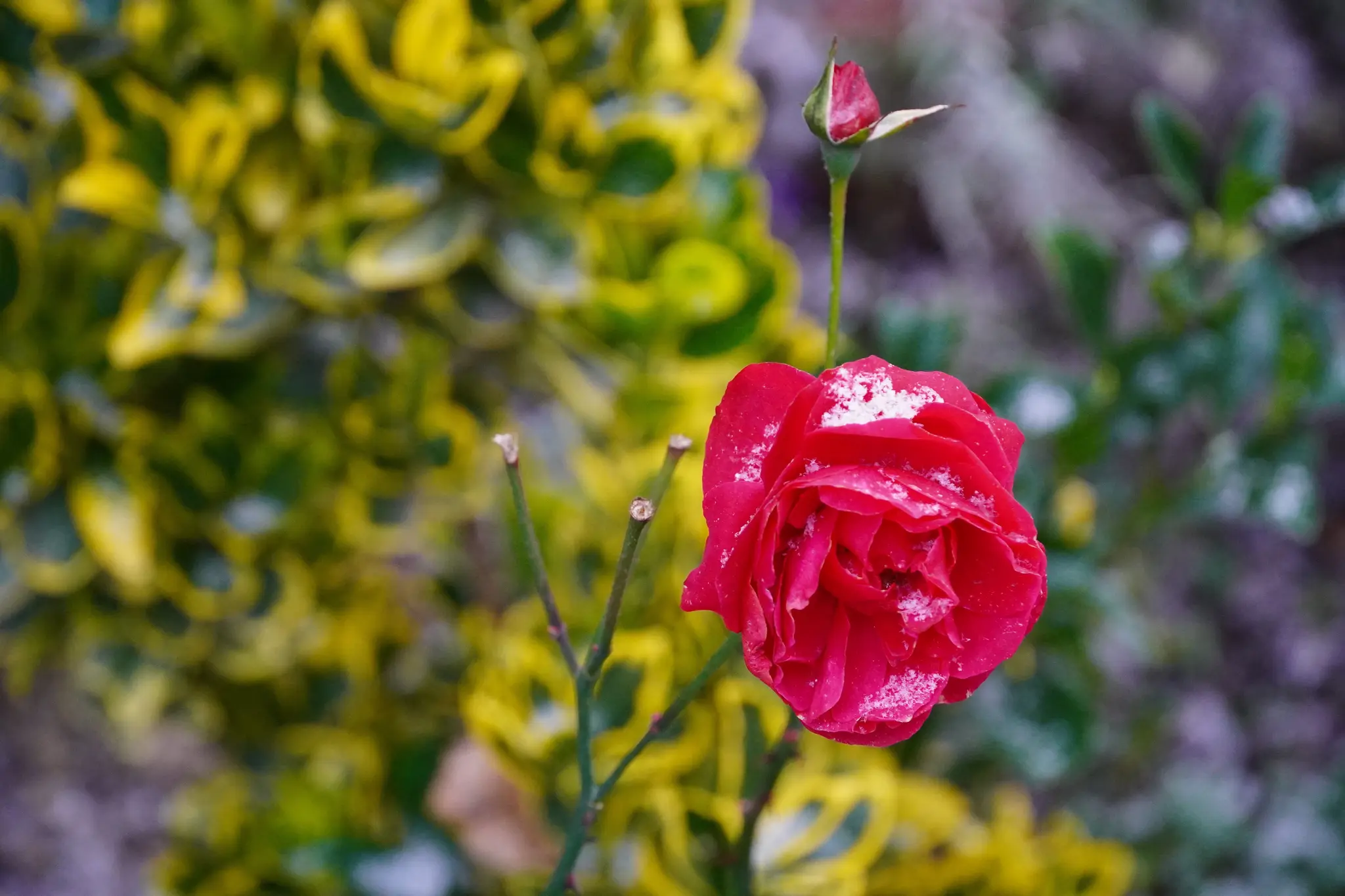 Valentin-Vita-Verehrung-Ein-stiller-Ort-in-Eichenb-hl-