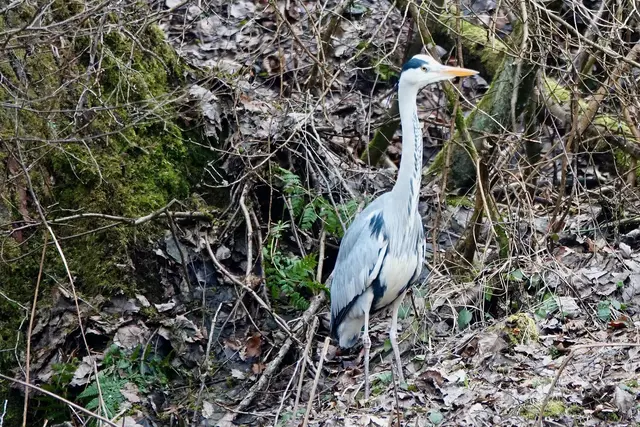 Auch im Februar ist das Erftal und der Kohlgrund ein ökologisch aktiver Raum. Der Graureiher, der am Hang auf Mäusejagd geht, nutzt die offene Wintervegetation: Die Gräser liegen flach, die Deckung ist gering, die Beute leichter zu orten. Seine Präsenz zeigt, dass das Tal ein funktionierendes Feuchtgebietssystem besitzt – selbst in der kalten Jahreszeit.