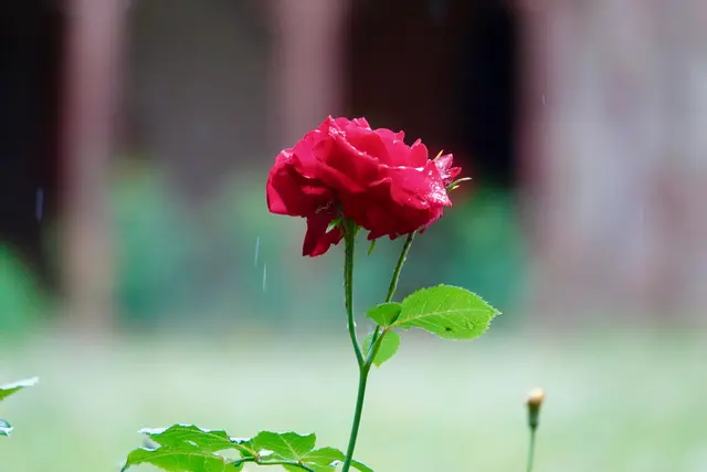 Umberto Eco, der Meister der literarischen Mysterien, hat uns mit seinem Roman nicht nur an mittelalterliche Schauplätze entführt, sondern ein florales Geheimnis gesät, das seit Jahrzehnten Leser und Literaturwissenschaftler zum Grübeln bringt: Was steckt hinter der Rose? 