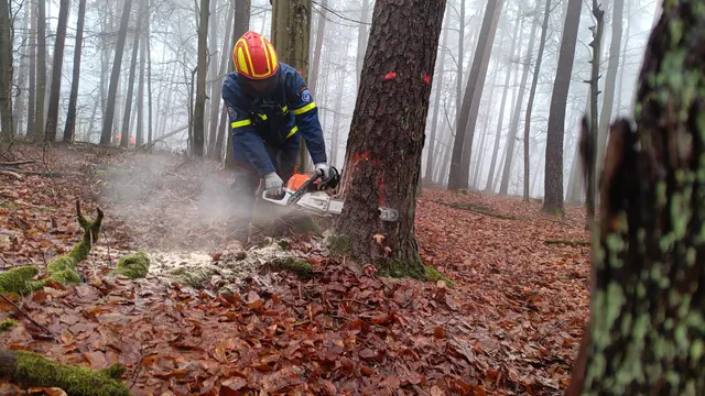 Der Fallkerb wird aus dem Baumstamm heraus gesägt. | Foto: Matthias Zipf