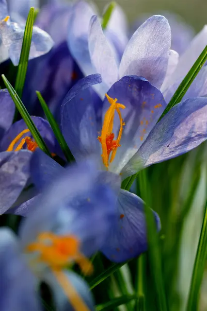 Die wilden und botanischen Krokusse fanden in den letzten Jahren immer mehr Liebhaber bei Hausbesitzern, Gartenfans und bei den Stadtgärtnereien.