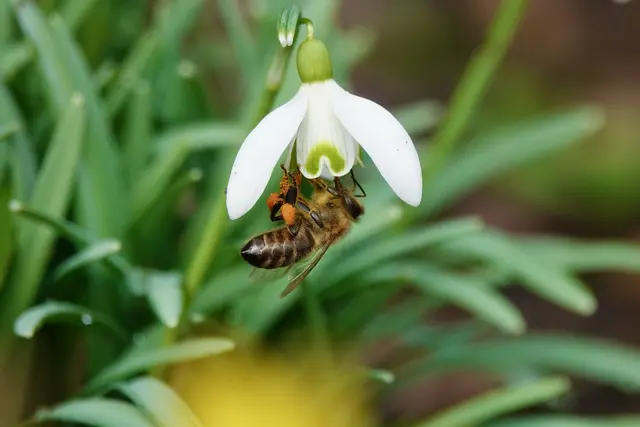 Schneeglöckchen mögen unscheinbar wirken, doch sie markieren den Moment, in dem ein Bienenvolk nach dem Winter wieder in Gang kommt – und damit einen zentralen Motor des Ökosystems im Maintal und Odenwald.