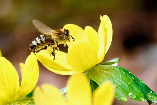 Am gelben Winterling, einem Frühblüher im Odenwald, prüft die Biene, ob die Blüte genügend Nektar und Pollen bereithält. Findet sie ausreichend Vorräte, beginnt sie mit der Aufnahme. Gleichzeitig bestäubt sie die Pflanze.
