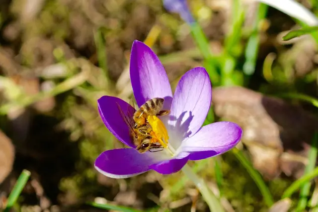 "An Kunigund' (3.3.) kommt die Wärm' von unt'" heißt eine alte Bauernregel. Wenn es dann noch sonnig ist, freuen sich Flora und Fauna, hier Krokus und Biene, auf den kommenden Frühling und vielleicht auch auf mildere Tage. Foto Roland Schönmüller.



