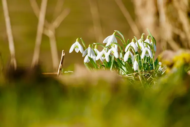 Erste Frühlingsboten.