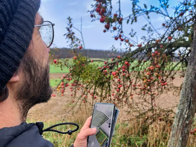 Christopher Holert bei der Streuobstkartierung im Herbst 2025. | Foto: Sabrina Jochum