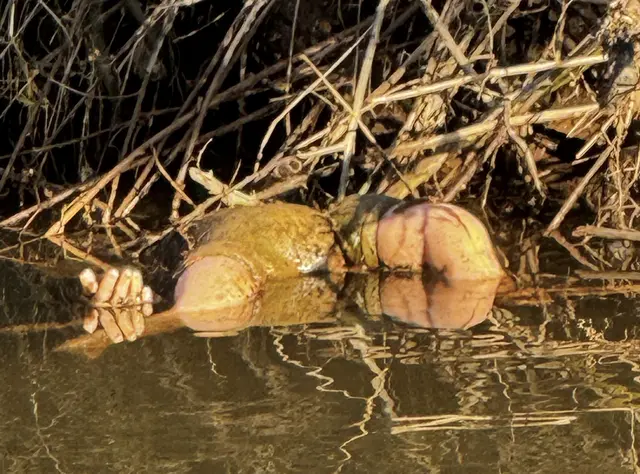 Die Einsatzkräfte fischten eine Puppe aus der Mümling. | Foto: Polizei