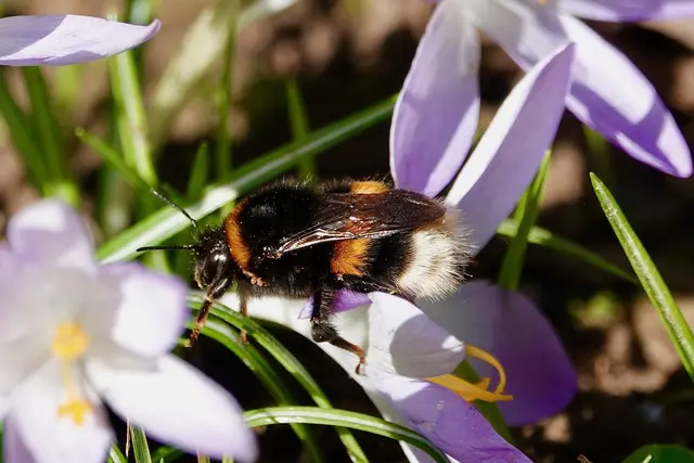 Der  Weg zur Nahrung ist oft eine akrobatische Herausforderung. Die Hummel muss sich mit ihren kräftigen Flügeln gegen noch frische Winde behaupten, während die Biene geschickt die filigranen Staubbeutel umkreist.