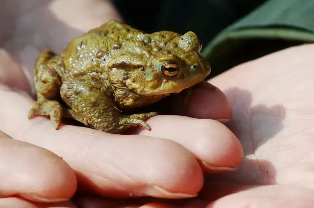 Amphibienrettung | Foto: Foto: Alexander Kaya