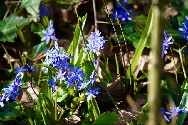 Blausterne symbolisieren Frühlingserwachen, Hoffnung und Neubeginn. In der Sprache der Blumen stehen sie für Treue und Beständigkeit, was sich in der Haltbarkeit ihrer Blüten widerspiegelt. Die blaue Farbe wird in vielen Kulturen zudem mit Sehnsucht, Unendlichkeit und Romantik assoziiert.