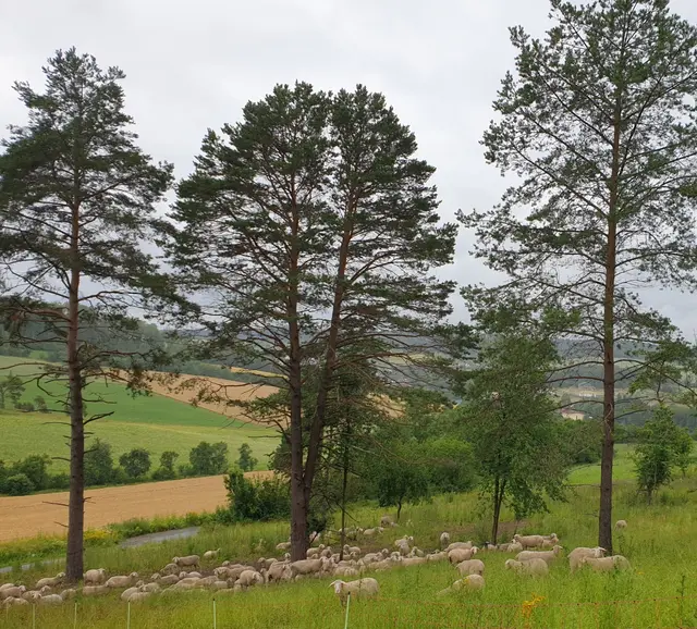 Durch das Flurneuordnungsverfahren in Buchen-Bödigheim können jetzt Schafe auf Wacholderheiden grasen. 


 | Foto: Landratsamt Neckar-Odenwald-Kreis