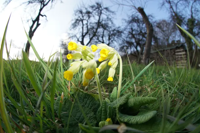 Schlüsselblumen