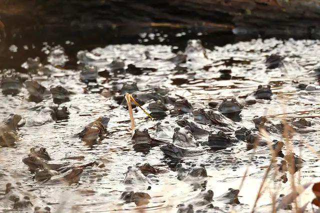 Viele Grasfrösche haben sich zum Ablaichen in einem Tümpel eingefunden. | Foto: Gregor Wobschall