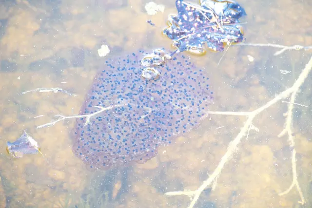 Der Springfrosch verankert seine Laichballen gerne an Ästen. | Foto: Frauke Beck