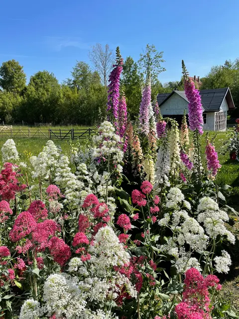 Garten- und Pflanzentage im Odenwälder Freilandmuseum am 9. und 10. Mai 2026 in Walldürn-Gottersdorf. | Foto: Thomas Södler