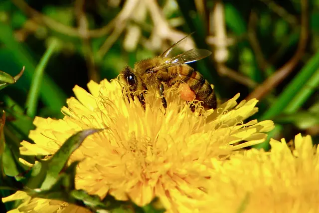 Am Ufer erwacht die Flora: Primeln und Veilchen, Schlüsselblumen und Löwenzahn leuchten im frischen Gras, ihre Farben malen Hoffnung auf den Nachmittagsteppich. 
