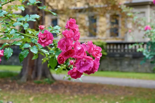 Lusamgärtchen in Würzburg.