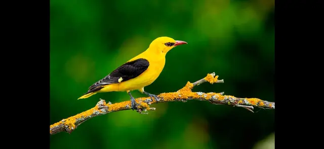 Ein Vogel. Welcher? | Foto: Barbara Kolb