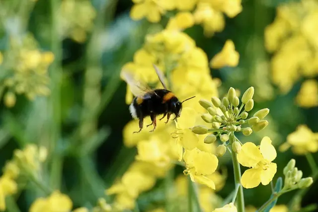 Hummel besucht Rapsblüte