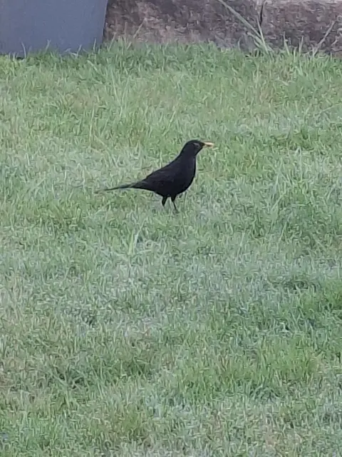Welcher Vogel ist das? | Foto: Wolfgang Giegerich