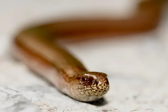 Blindschleiche an einem warmen Apriltag im Erftal