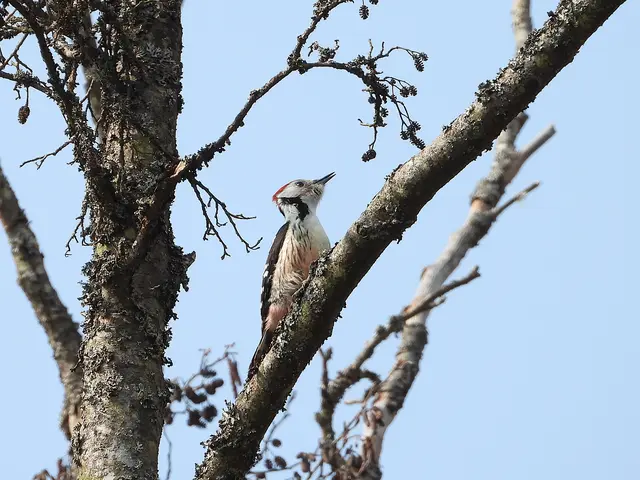 Mittelspecht | Foto: Wolfgang Neuberger