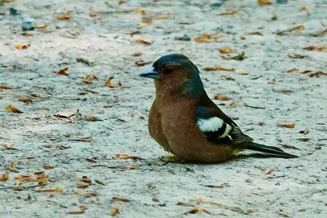 Kleiner Buchfink auf einem Wanderweg zwischen Kloster Engelberg und dem Klotzenhof.