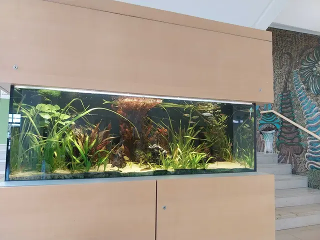 Das Aquarium der Ansbacher Realschule: Beruhigend in aufregenden Zeiten | Foto: LEV-RS Unterfranken