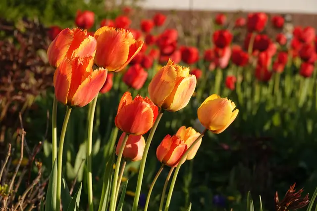 Farbenprächtiger Übergang 