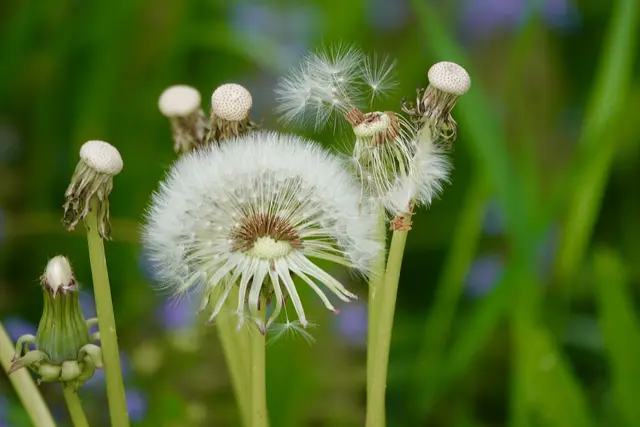 Die Pusteblume ist mehr als nur eine botanische Kuriosität; sie ist ein Sinnbild für Aufbruch und Neubeginn. Wie ein Löwenzahnsame, der auf Reisen geht, trägt jeder von uns seine Hoffnungen und Sehnsüchte in die Welt hinaus. 