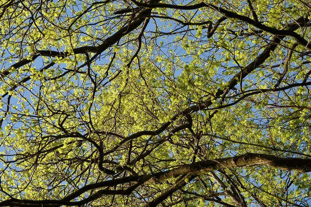 Volkslieder sind im Mai mehr als bloß musikalische Begleiter; sie sind die Klangfarbe des Frühlings selbst. Mit „Alle Vögel sind schon da“ oder „Der Mai ist gekommen“ wird das, was draußen blüht, gleich noch ein bisschen blühender – zumindest im Gemüt. 