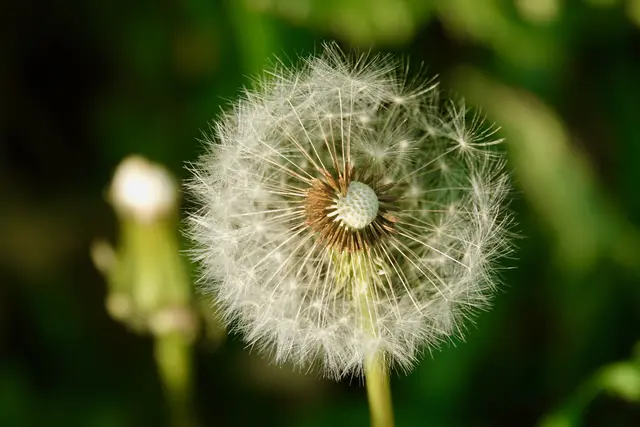 Vielleicht ist das größte Geschenk des Löwenzahns, dass er uns daran erinnert, wie kostbar und magisch die kleinen Momente des Lebens sind – und dass aus jedem Wunsch, den wir loslassen, ein neues Abenteuer entstehen kann. 
