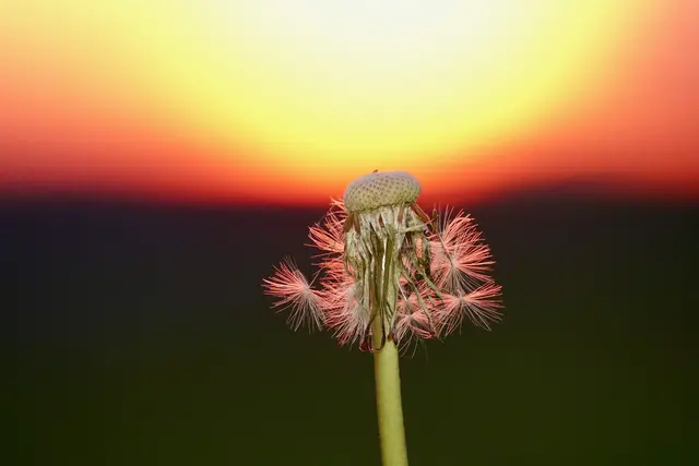 Heute wissen wir um die Flüchtigkeit dieser Momente, aber die Sehnsucht bleibt: Die Hoffnung, dass das, was wir in den Wind geben, nicht verloren ist. Löwenzahn und Pusteblume stehen als stille Zeugen für unsere Träume – vergänglich, aber von zeitloser Schönheit. 